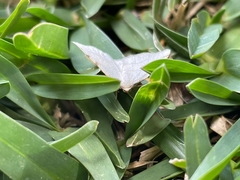 Stegania trimaculata