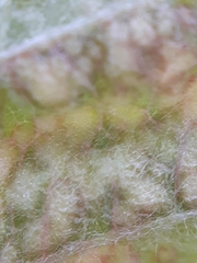 Eriophyes torminalis