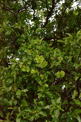Combretum zeyheri