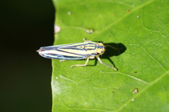 Poecilocarda cosmopolita