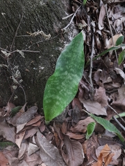 Sansevieria