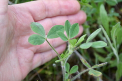 Trifolium hirtum