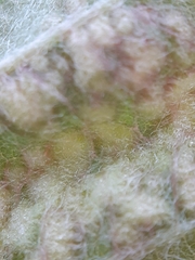 Eriophyes torminalis