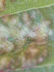 Eriophyes torminalis