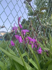 Bletilla