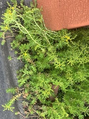 Sedum mexicanum