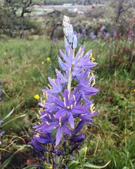 Camassia leichtlinii