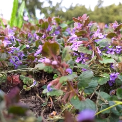 Glechoma hederacea