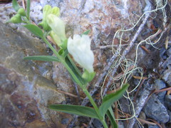 Scutellaria californica