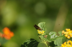 Miltomiges cinnamomea