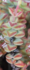 Crassula rupestris rupestris