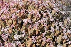 Crassula rupestris rupestris