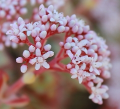 Crassula rupestris rupestris