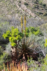 Aloe microstigma microstigma