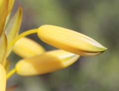Aloe microstigma microstigma