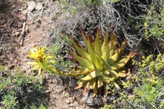 Aloe microstigma microstigma