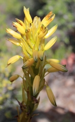 Aloe microstigma microstigma