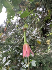 Passiflora tarminiana