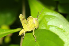 Abisares viridipennis