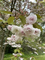 Prunus