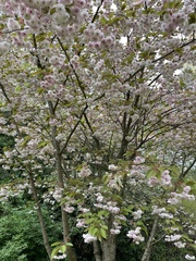 Prunus