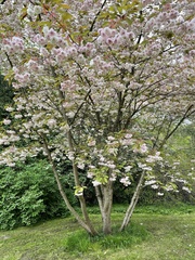 Prunus