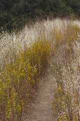 Deinandra fasciculata