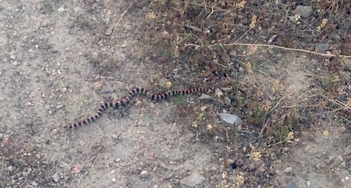 Sonora semiannulata