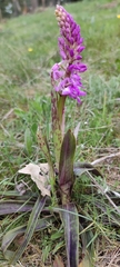 Orchis olbiensis