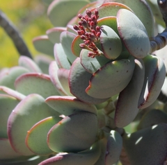 Crassula arborescens