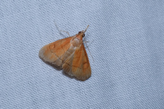 Hemiscopis sanguinea