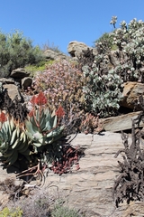 Crassula arborescens