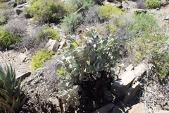 Crassula arborescens