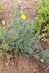 Crassothonna cacalioides