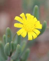 Crassothonna cacalioides