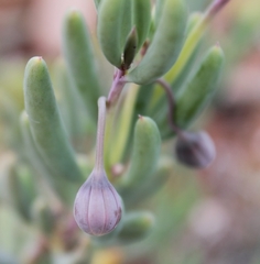Crassothonna cacalioides