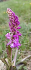 Orchis olbiensis