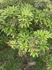 Pieris japonica japonica