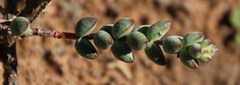 Crassula subaphylla