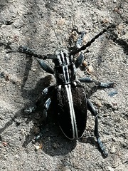 Dorcadion circumcinctum