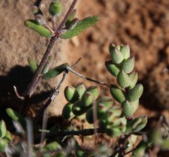 Crassula subaphylla