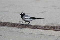 Motacilla alba personata