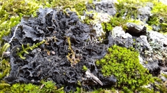Bryophyta
