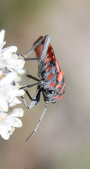 Spilostethus crudelis