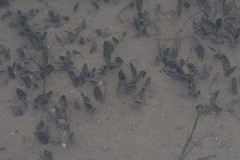 Halophila ovalis
