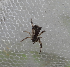 Episinus angulatus