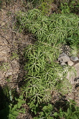 Syneilesis aconitifolia