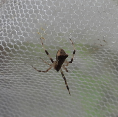 Episinus angulatus