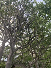 Ternstroemia gymnanthera