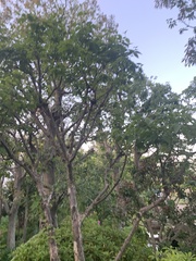 Cornus officinalis